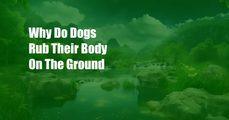 Why Do Dogs Rub Their Body On The Ground
