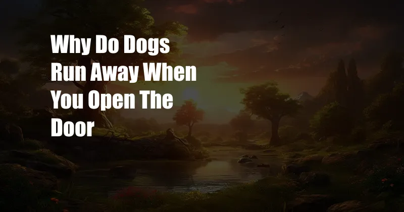 Why Do Dogs Run Away When You Open The Door