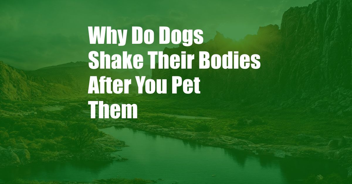 Why Do Dogs Shake Their Bodies After You Pet Them