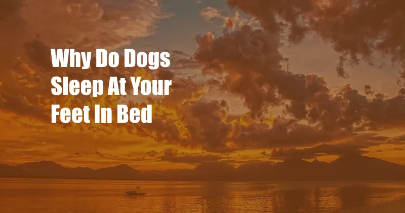 Why Do Dogs Sleep At Your Feet In Bed