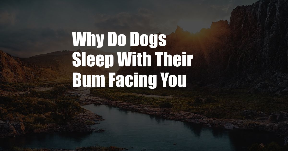 Why Do Dogs Sleep With Their Bum Facing You