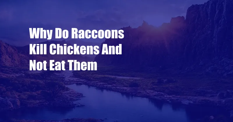 Why Do Raccoons Kill Chickens And Not Eat Them