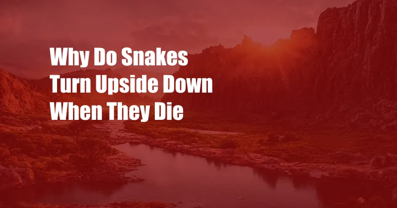 Why Do Snakes Turn Upside Down When They Die