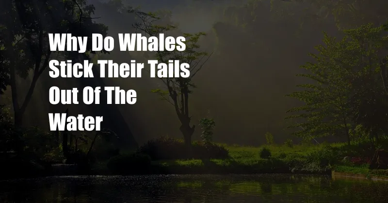 Why Do Whales Stick Their Tails Out Of The Water