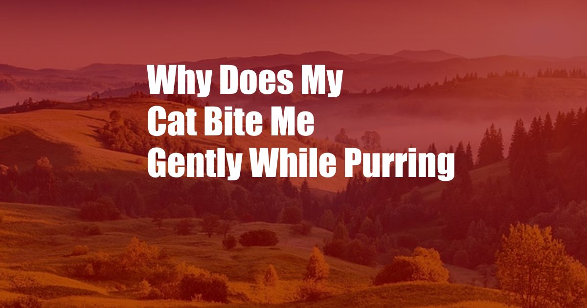 Why Does My Cat Bite Me Gently While Purring