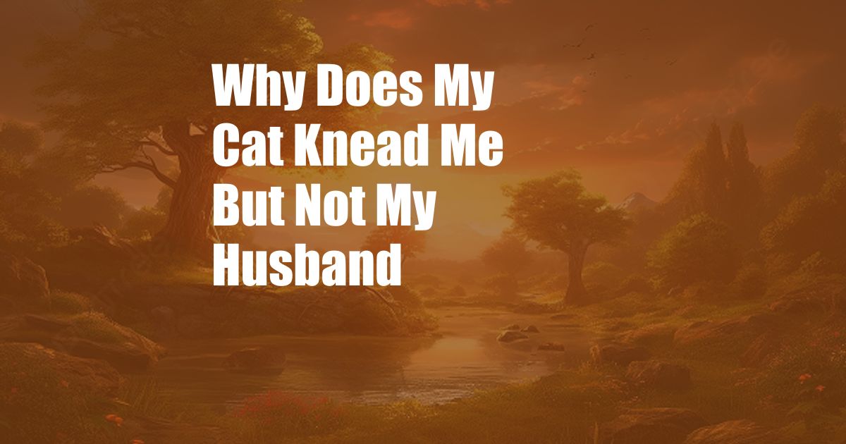 Why Does My Cat Knead Me But Not My Husband