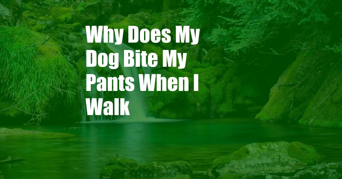 Why Does My Dog Bite My Pants When I Walk