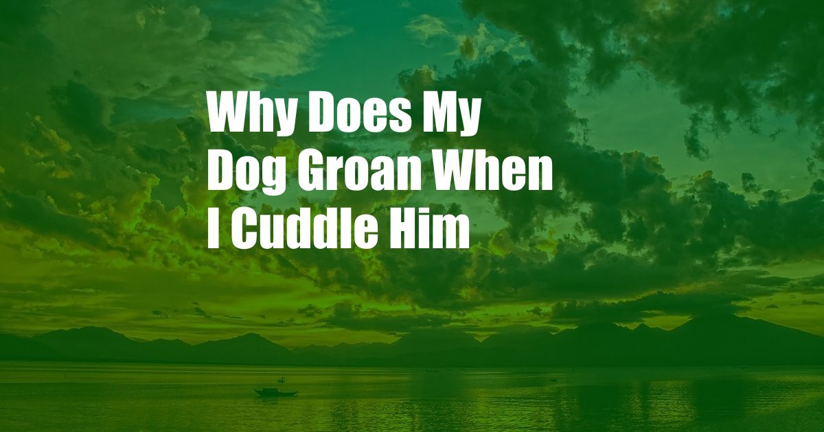 Why Does My Dog Groan When I Cuddle Him