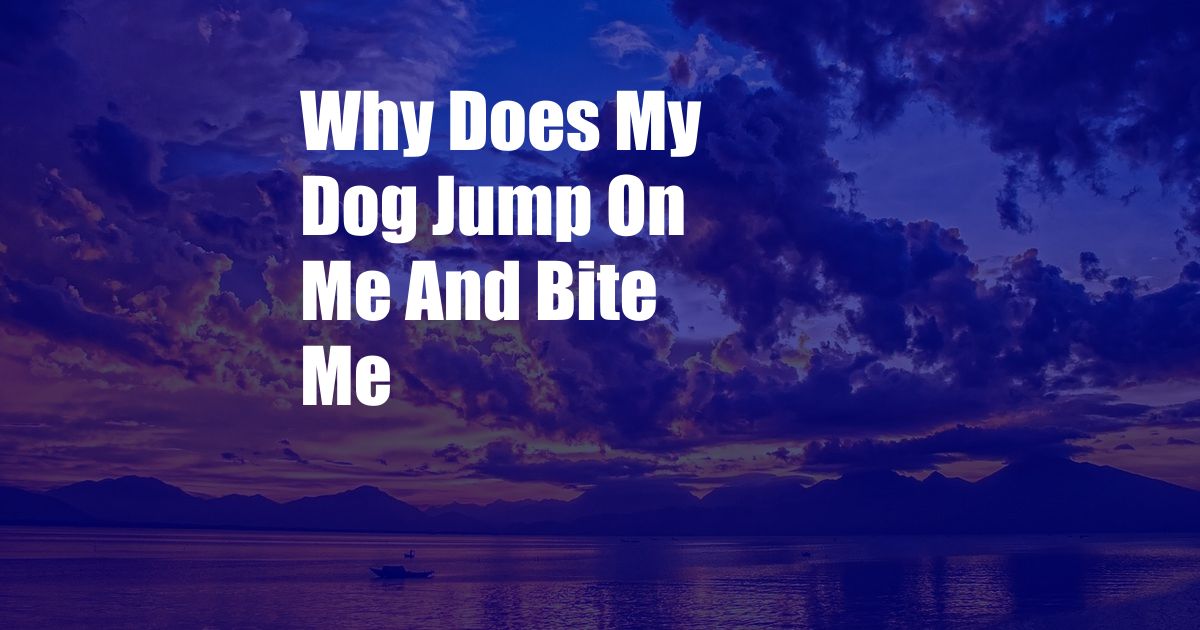 Why Does My Dog Jump On Me And Bite Me