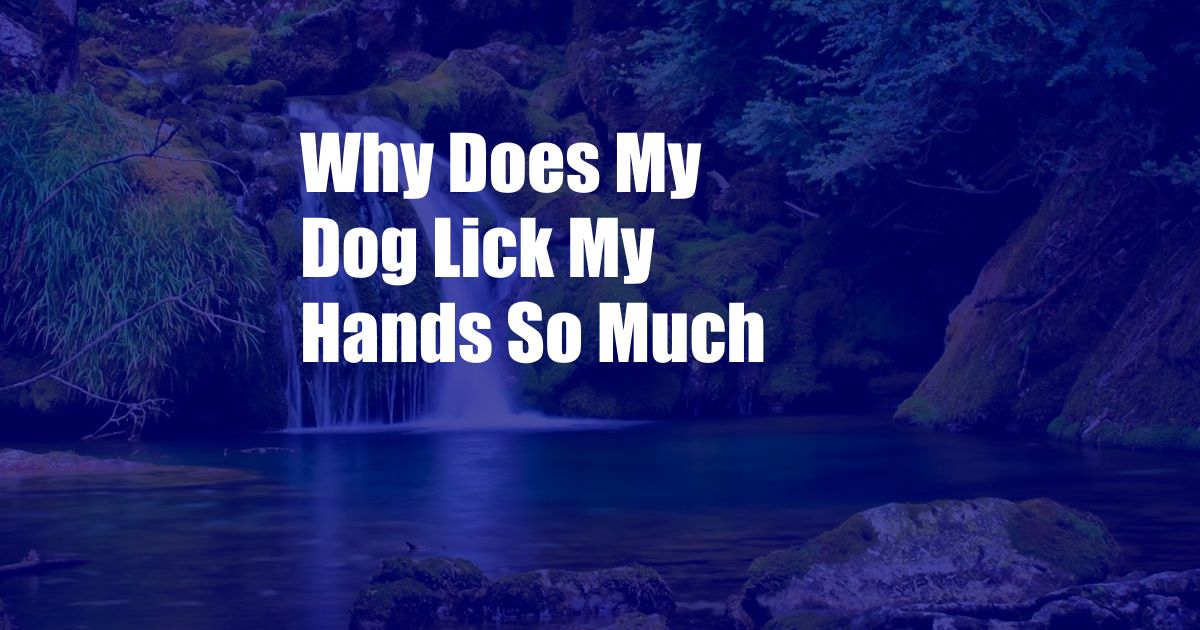 Why Does My Dog Lick My Hands So Much