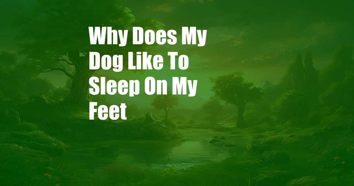 Why Does My Dog Like To Sleep On My Feet