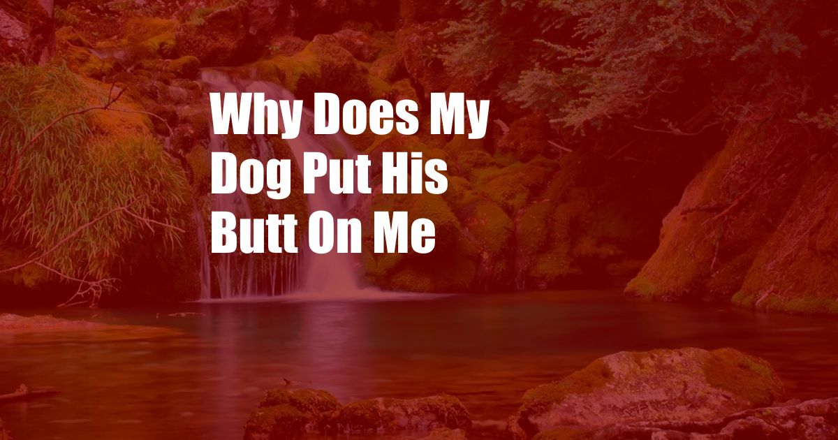 Why Does My Dog Put His Butt On Me