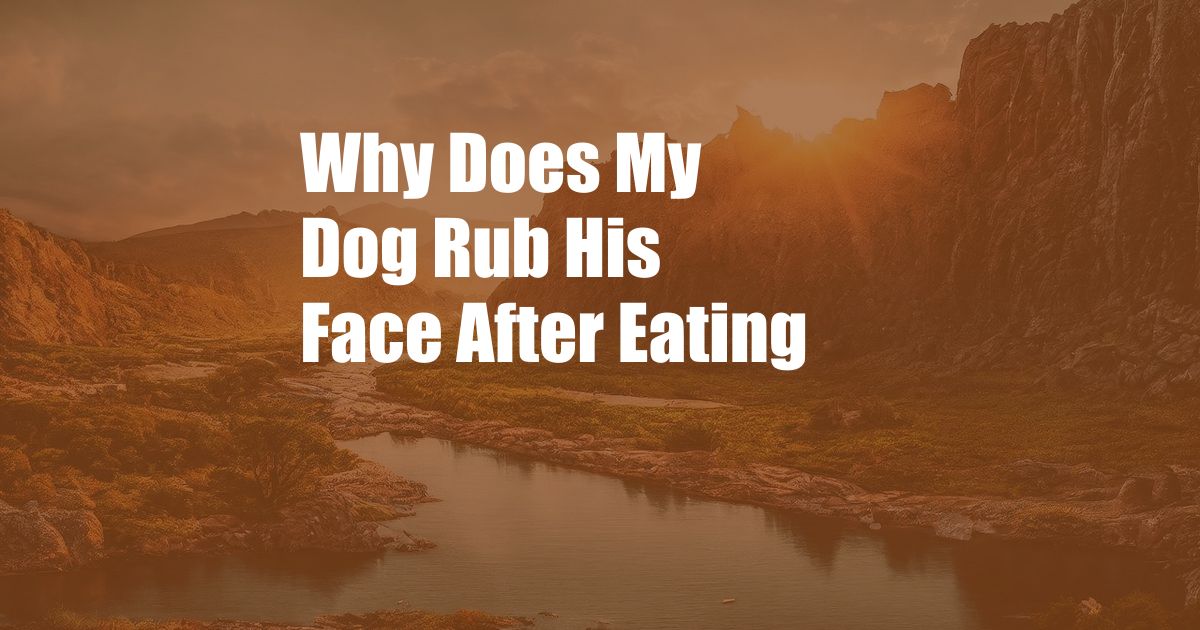 Why Does My Dog Rub His Face After Eating