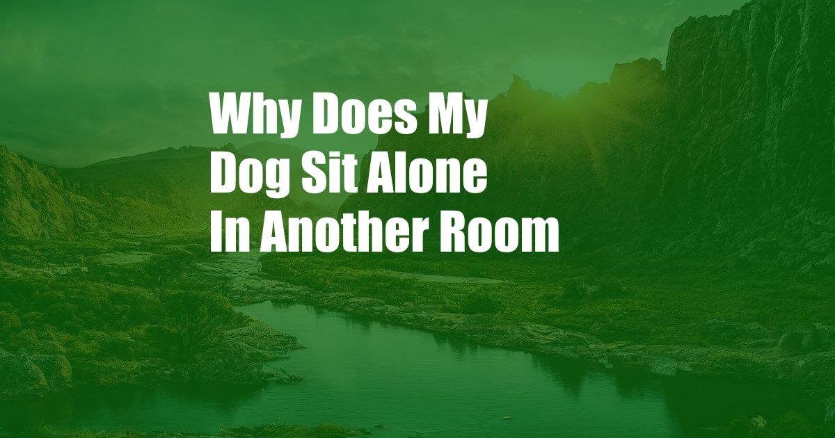 Why Does My Dog Sit Alone In Another Room