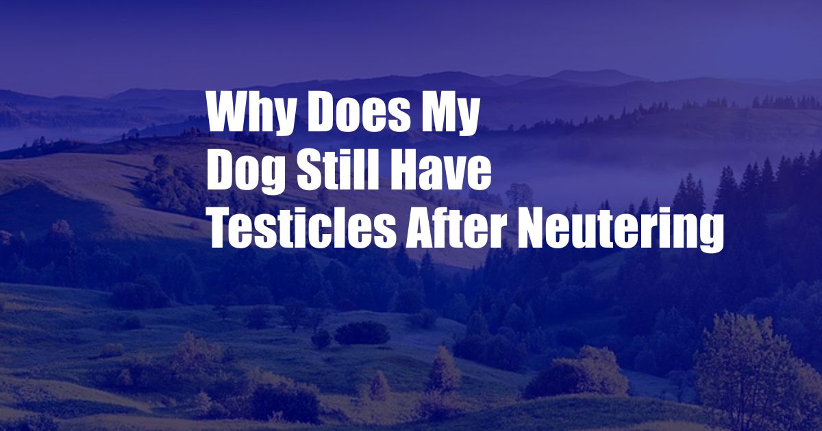 Why Does My Dog Still Have Testicles After Neutering