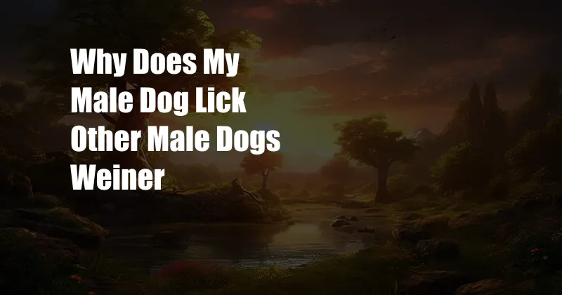 Why Does My Male Dog Lick Other Male Dogs Weiner