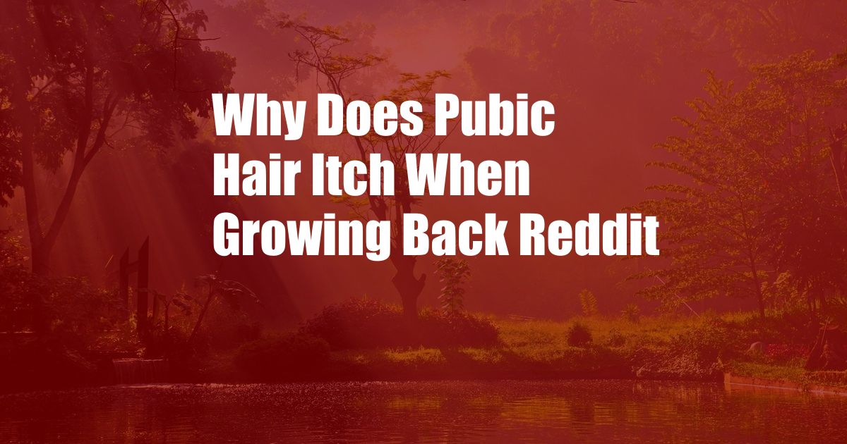 Why Does Pubic Hair Itch When Growing Back Reddit