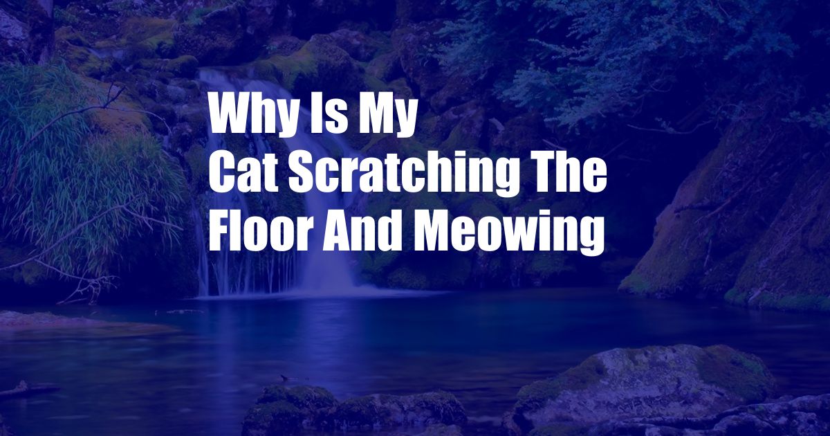 Why Is My Cat Scratching The Floor And Meowing