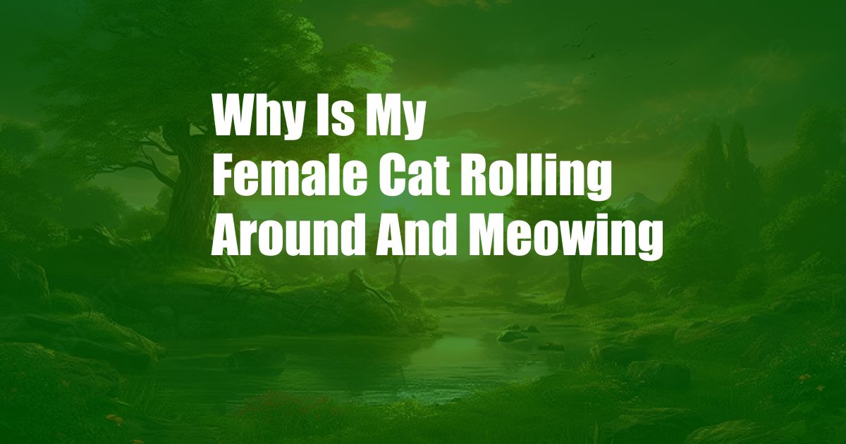 Why Is My Female Cat Rolling Around And Meowing