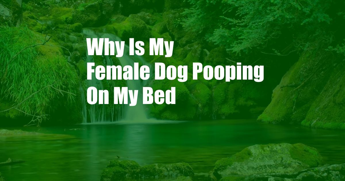 Why Is My Female Dog Pooping On My Bed