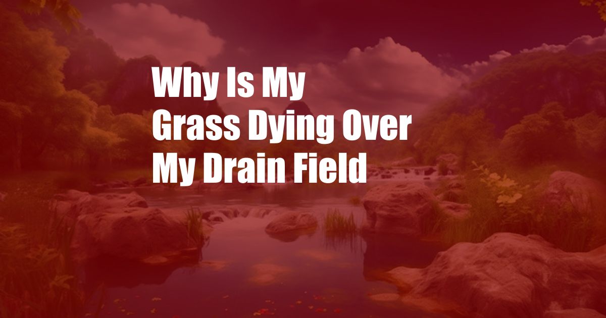 Why Is My Grass Dying Over My Drain Field