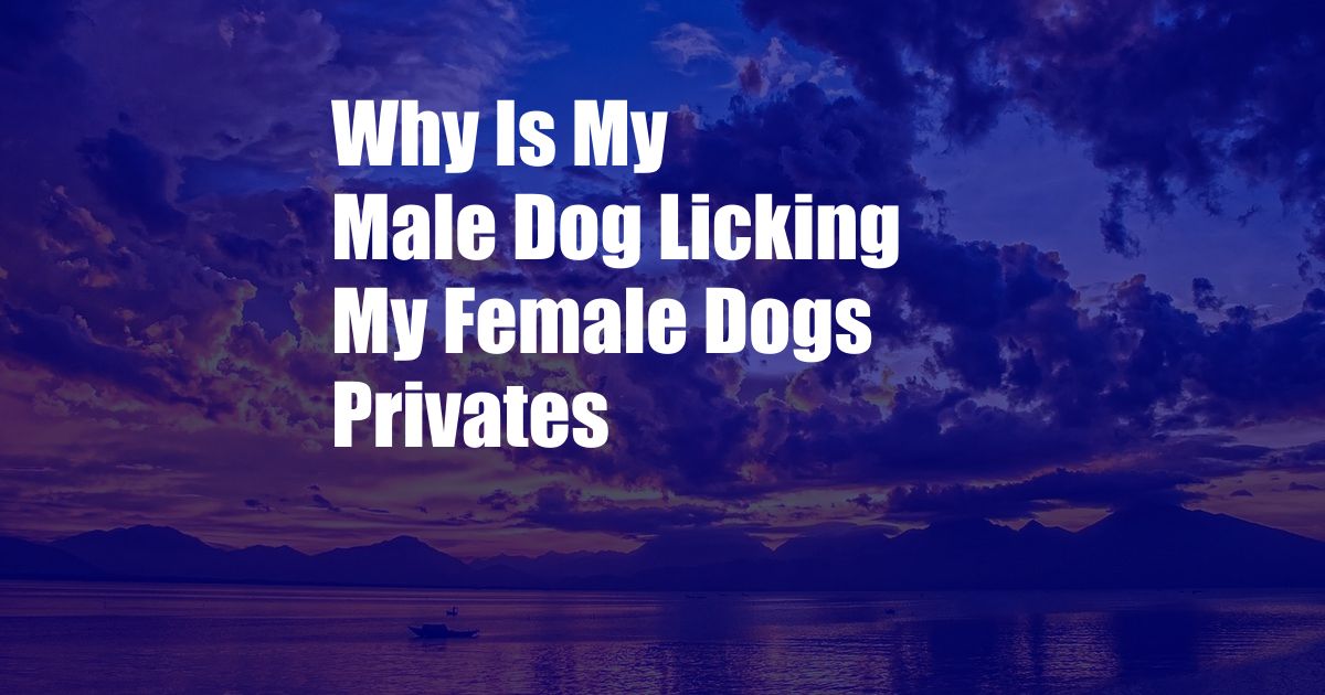 Why Is My Male Dog Licking My Female Dogs Privates