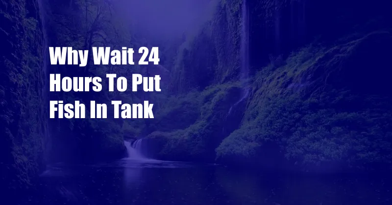 Why Wait 24 Hours To Put Fish In Tank