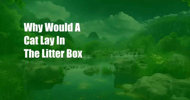 Why Would A Cat Lay In The Litter Box