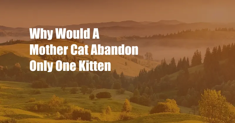 Why Would A Mother Cat Abandon Only One Kitten