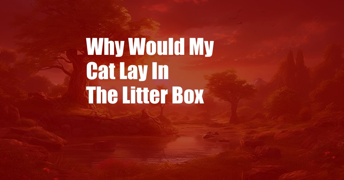 Why Would My Cat Lay In The Litter Box