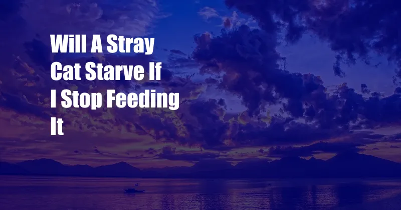 Will A Stray Cat Starve If I Stop Feeding It