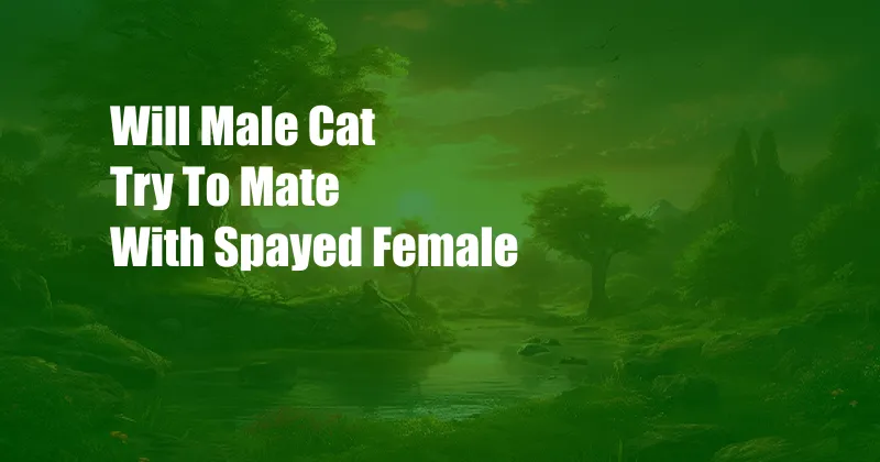 Will Male Cat Try To Mate With Spayed Female