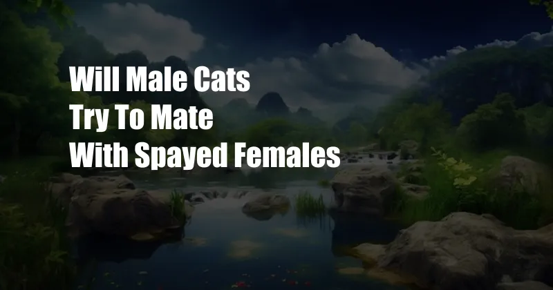 Will Male Cats Try To Mate With Spayed Females